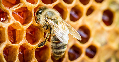 عسل دکتر زیتون